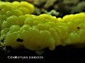 Ceratiomyxa porioides-amf374-plasmode
